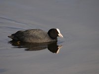 Fulica atra 62, Meerkoet, Saxifraga-Luuk Vermeer