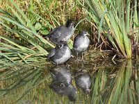 Fulica atra 66, Meerkoet, Saxifraga-Luuk Vermeer