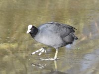 Fulica atra 68, Meerkoet, Saxifraga-Luuk Vermeer