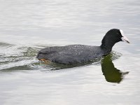 Fulica atra 79, Meerkoet, Saxifraga-Tom Heijnen