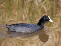 Fulica atra 80, Meerkoet, Saxifraga-Tom Heijnen