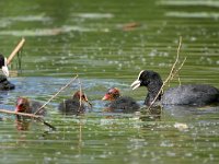 Fulica atra 82, Meerkoet, Saxifraga-Tom Heijnen