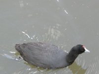 Fulica cristata, Red-knobbed Coot
