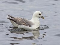 Fulmarus glacialis 63, Noordse stormvogel, Saxifraga-Bart Vastenhouw