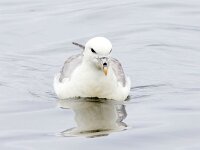Fulmarus glacialis 66, Noordse stormvogel, Saxifraga-Bart Vastenhouw