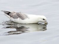 Fulmarus glacialis 67, Noordse stormvogel, Saxifraga-Bart Vastenhouw