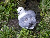 Fulmarus glacialis 74, Noordse stormvogel, Saxifraga-Bart Vastenhouw