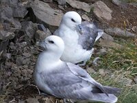 Fulmarus glacialis 75, Noordse stormvogel, Saxifraga-Bart Vastenhouw