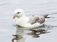 Fulmarus glacialis 78, Noordse stormvogel, Saxifraga-Bart Vastenhouw