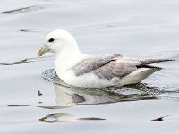 Fulmarus glacialis 79, Noordse stormvogel, Saxifraga-Bart Vastenhouw