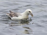 Fulmarus glacialis 87, Noordse stormvogel, Saxifraga-Bart Vastenhouw