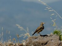 Galerida cristata 16, Kuifleeuwerik, adult, Saxifraga-Theo Verstrael