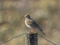Galerida cristata 45, Kuifleeuwerik, Saxifraga-Bart Heijne