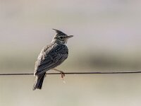 Galerida cristata 6, Kuifleeuwerik, adult, Saxifraga-Theo Verstrael