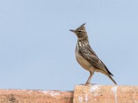 Galerida theklae 9, Thekla's leeuwerik, adult, Saxifraga-Theo Verstrael