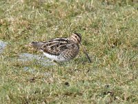 Gallinago gallinago 100, Watersnip, Saxifraga-Luuk Vermeer