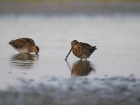 Gallinago gallinago 39, Watersnip, Saxifraga-Luuk Vermeer