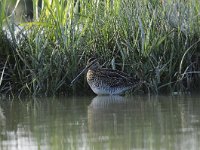 Gallinago gallinago 51, Watersnip, Saxifraga-Luuk Vermeer