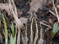 Gallinago gallinago 62, Watersnip, Saxifraga-Luuk Vermeer