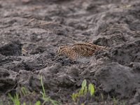 Gallinago gallinago 66, Watersnip, Saxifraga-Luuk Vermeer