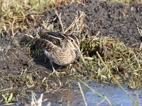 Gallinago gallinago 79, Watersnip, Saxifraga-Luuk Vermeer