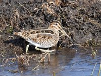 Gallinago gallinago 83, Watersnip, Saxifraga-Luuk Vermeer