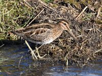 Gallinago gallinago 86, Watersnip, Saxifraga-Luuk Vermeer