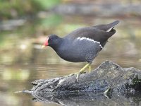 Gallinula chloropus 43, Waterhoen, Saxifraga-Luuk Vermeer