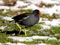 Gallinula chloropus 44, Waterhoen, Saxifraga-Bart Vastenhouw