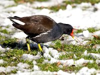 Gallinula chloropus 52, Waterhoen, Saxifraga-Bart Vastenhouw