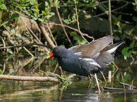 Gallinula chloropus 57, Waterhoen, Saxifraga-Tom Heijnen