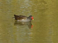 Gallinula chloropus 59, Waterhoen, Saxifraga-Jan Nijendijk