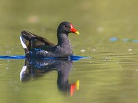 Common moorhen swimming in water  Common moorhen (Gallinula chloropus) bird swimming in water under early morning light : adorable, animal, background, beak, beautiful, bill, bird, black, chicken, chloropus, closeup, colorful, common, concept, conservation, cute, dark, environment, european, freedom, gallinula, grass, green, ground, happy, lake, life, looking, male, may, moorhen, nature, optimistic, outdoors, park, plumage, pond, purple, rail, red, reflecting, reflection, spring, standing, swamp, vegetation, walking, water, wild, wildlife