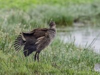 Gallinula chloropus 66, Waterhoen, juvenile, Saxifraga-Theo Verstrael