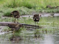 Gallinula chloropus 67, Waterhoen, juvenile, Saxifraga-Theo Verstrael
