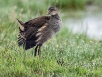 Gallinula chloropus 69, Waterhoen, juvenile, Saxifraga-Theo Verstrael