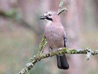 Garrulus glandarius 104, Gaai, Saxifraga-Luuk Vermeer