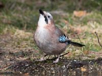 Garrulus glandarius 105, Gaai, Saxifraga-Luuk Vermeer