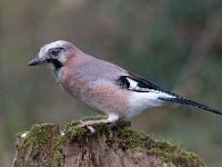 Garrulus glandarius 106, Gaai, Saxifraga-Luuk Vermeer