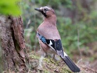 Garrulus glandarius 111, Gaai, Saxifraga-Luuk Vermeer