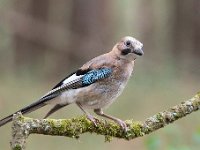 Garrulus glandarius 112, Gaai, Saxifraga-Luuk Vermeer