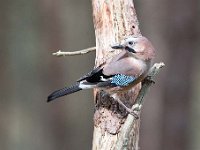 Garrulus glandarius 114, Gaai, Saxifraga-Luuk Vermeer