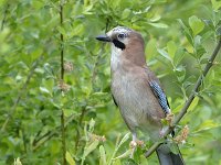 Garrulus glandarius 120, Gaai, Saxifraga-Tom Heijnen