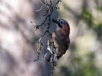 Garrulus glandarius 124, Gaai, Saxifraga-Bart Vastenhouw