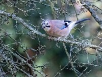 Garrulus glandarius 125, Gaai, Saxifraga-Bart Vastenhouw