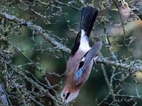 Garrulus glandarius 126, Gaai, Saxifraga-Bart Vastenhouw
