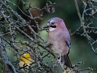 Garrulus glandarius 127, Gaai, Saxifraga-Bart Vastenhouw