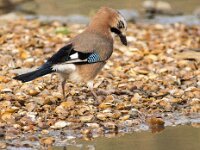 Garrulus glandarius 131, Gaai, adult, Saxifraga-Theo Verstrael