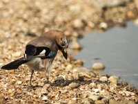 Garrulus glandarius 132, Gaai, adult, Saxifraga-Theo Verstrael