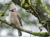 Garrulus glandarius 134, Gaai, adult, Saxifraga-Theo Verstrael